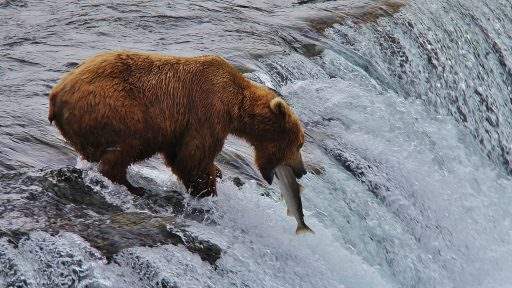 BROOKS FALLS - KATMAI NATIONAL PARK BROOKS FALLS - KATMAI NATIONAL PARK
