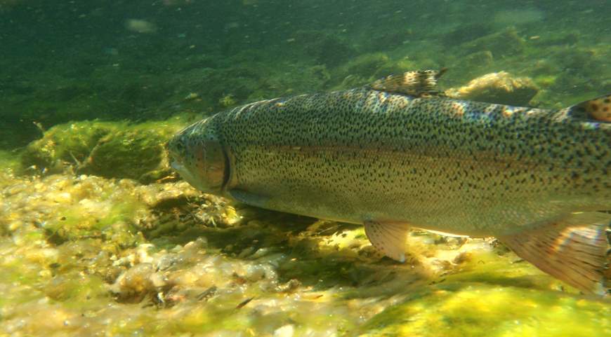 Rainbow Trout Under Water A Bristol Bay native Rainbow Trout